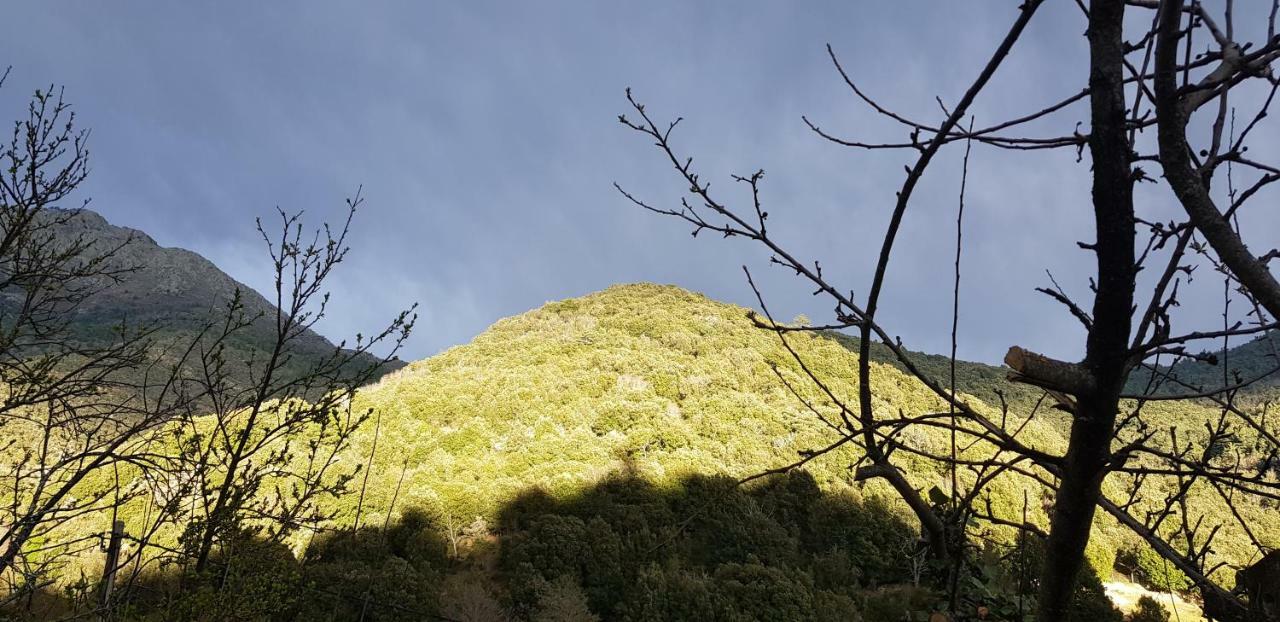 Camping L'Agrottu Au Coeur De La Corse Hotell Santa-Lucia-di-Mercurio Exteriör bild